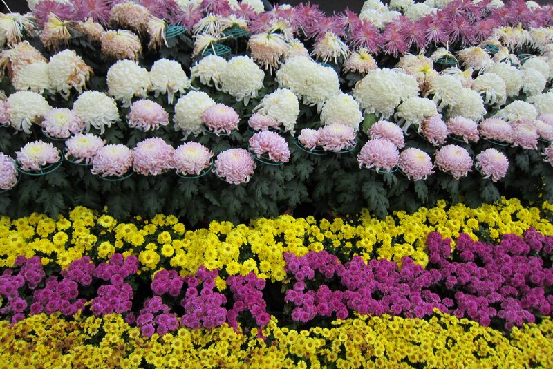 Chrysanthemum Flower Display — Yellow