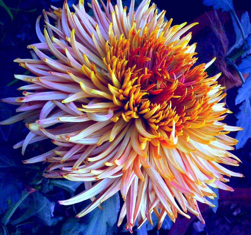 Chrysanthemum Flower