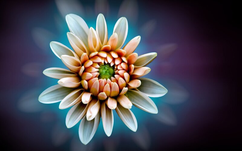 Chrysanthemum Flower — White