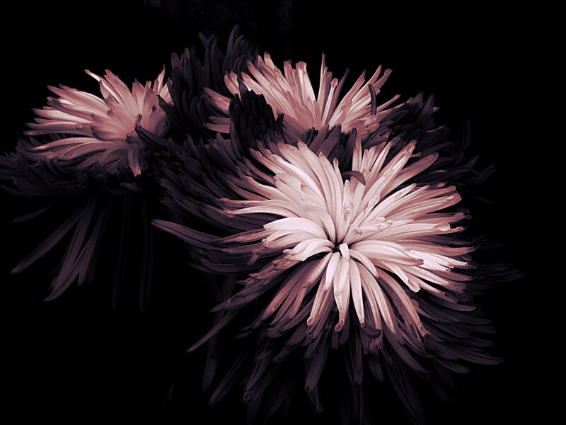 Chrysanthemum Flowers — Black