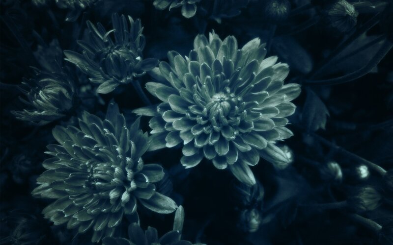 Chrysanthemum Flowers — Blue