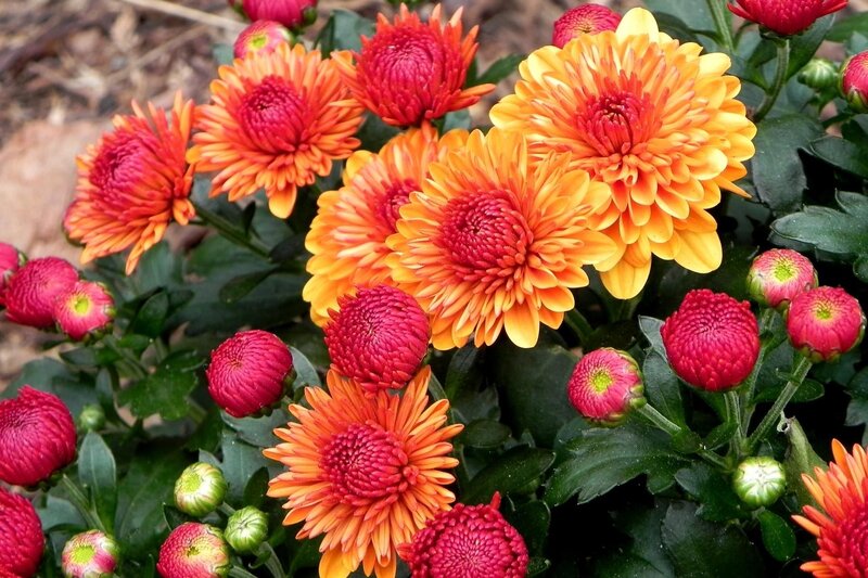 Chrysanthemum Flowers — Orange
