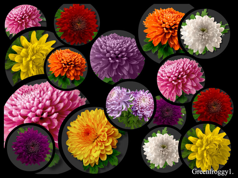 Chrysanthemum Flowers — Pink, Colorful