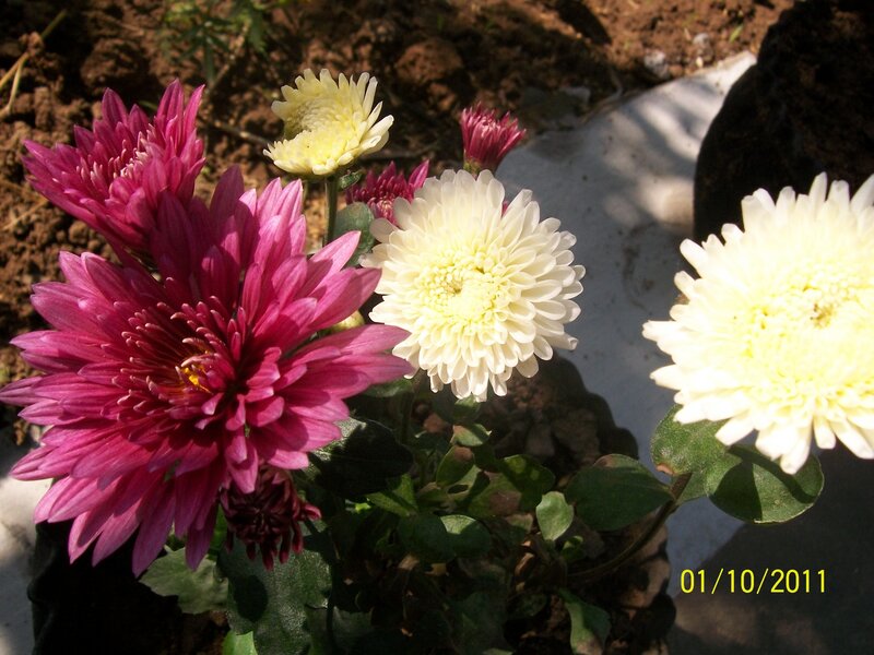 Chrysanthemum Flowers — Pink