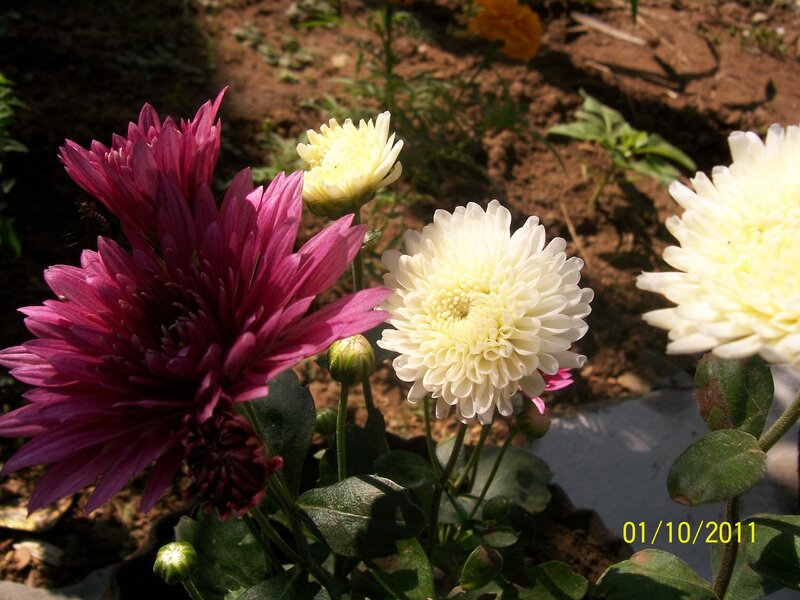 Chrysanthemum Flowers — Purple
