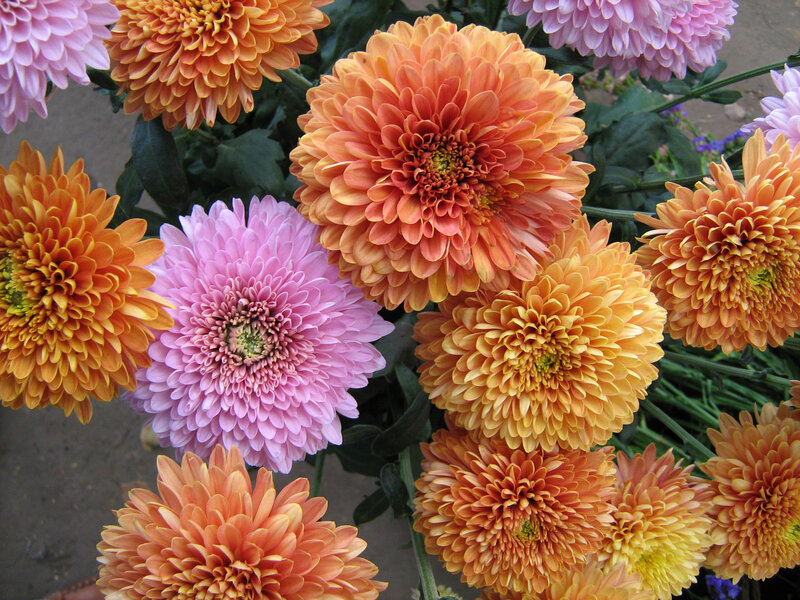 Chrysanthemum Flowers