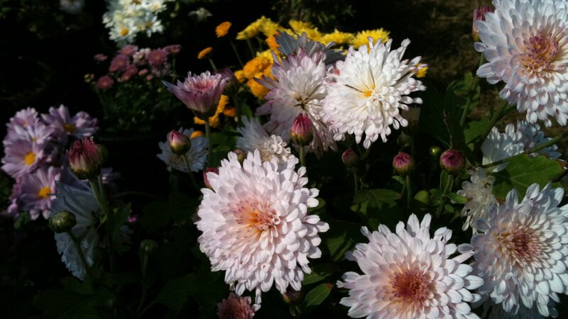 Chrysanthemum Flowers — White, Serene