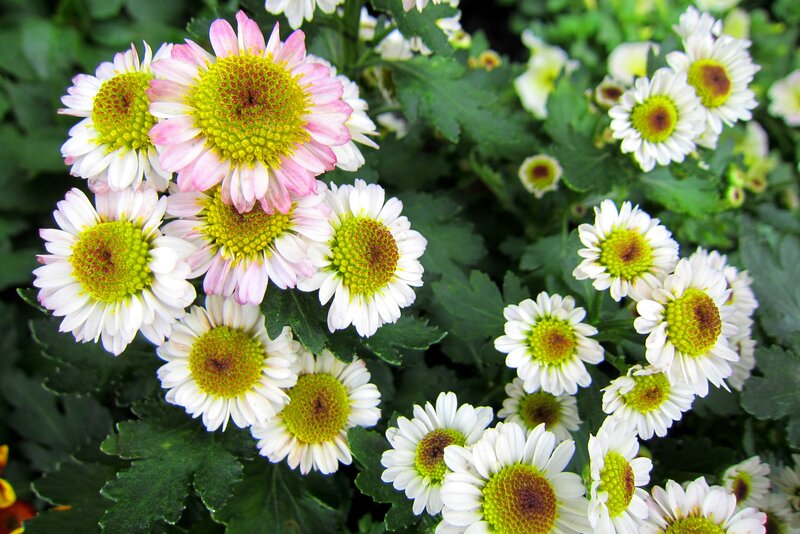 Chrysanthemum Flowers — White