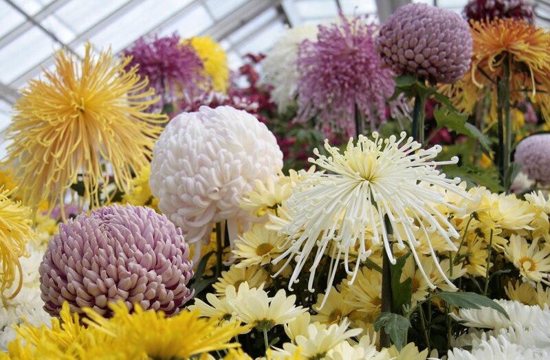 Chrysanthemum Flowers — Yellow, Colorful