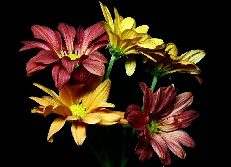 Chrysanthemum Flowers — Yellow, Dramatic