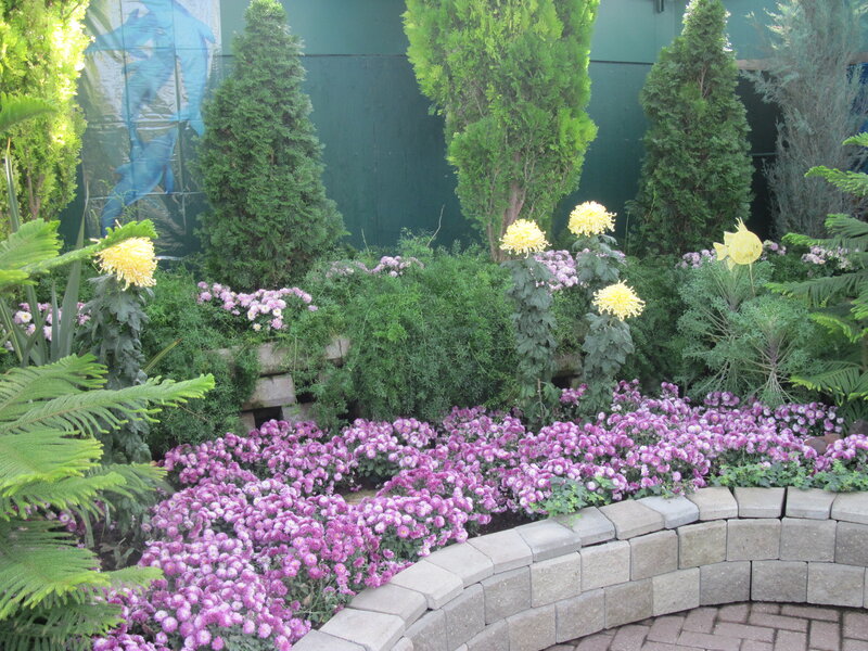 Chrysanthemum Garden Display
