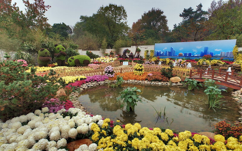 Chrysanthemum Garden Display — Yellow