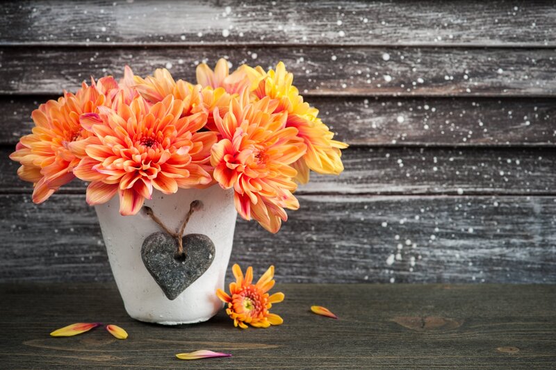 Chrysanthemums in Vase — Orange