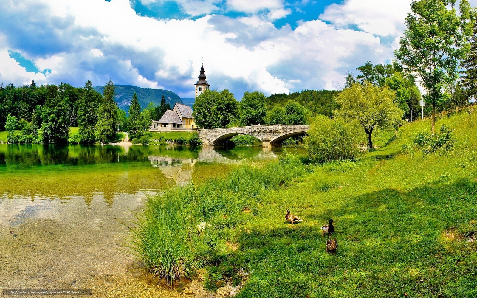 Church by the river with ducks