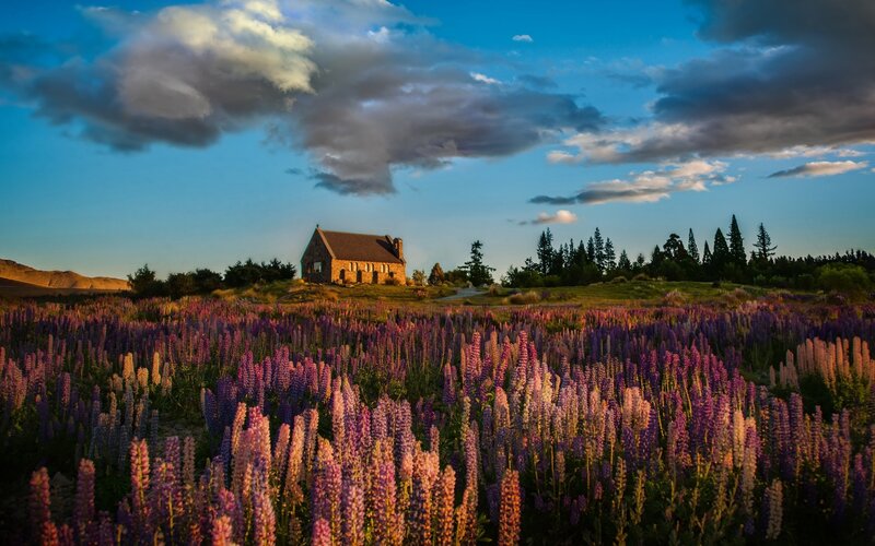 Church in a lupine field