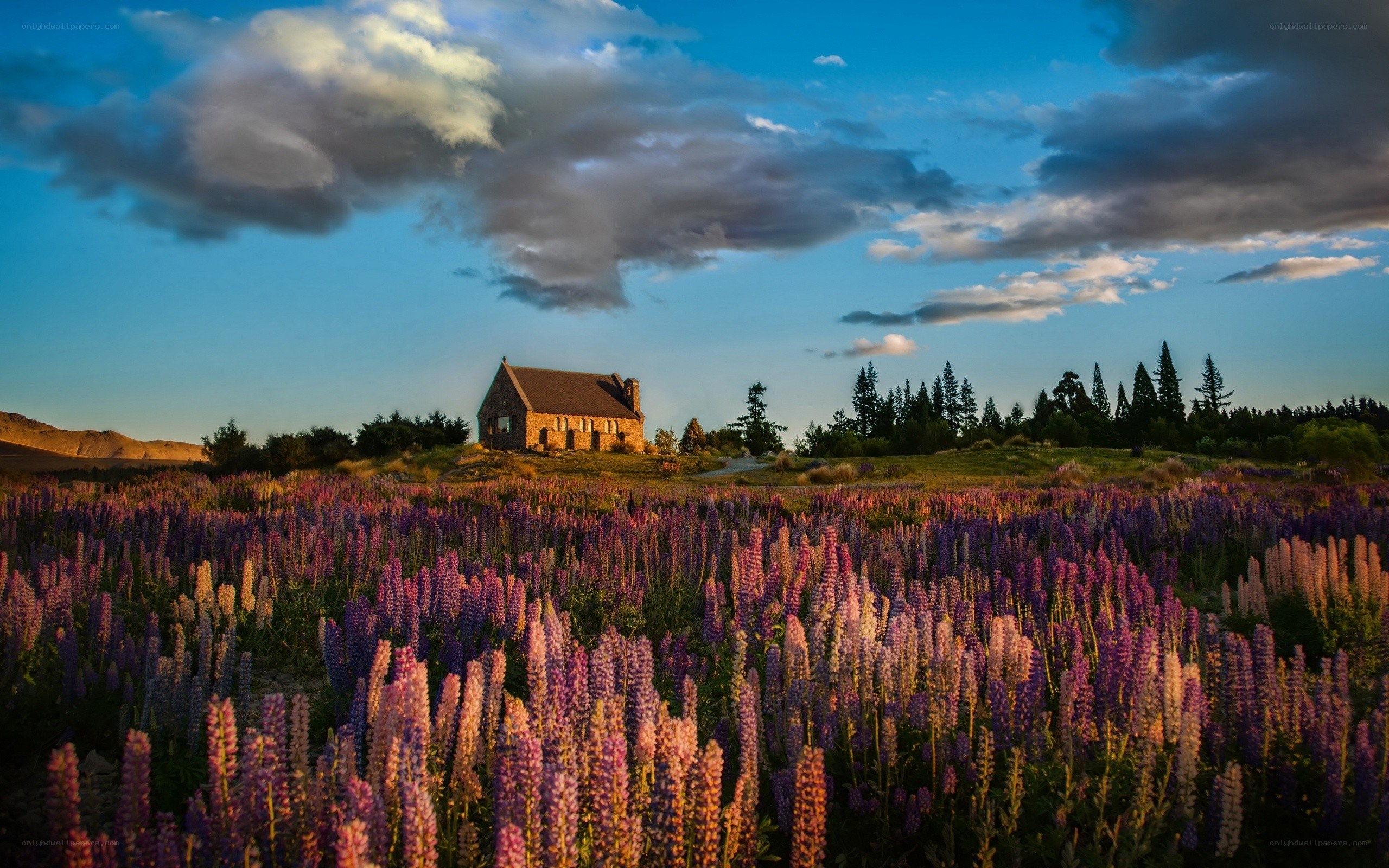 Church in a lupine field