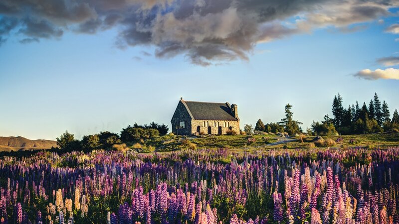 Church in Flower Field — Purple