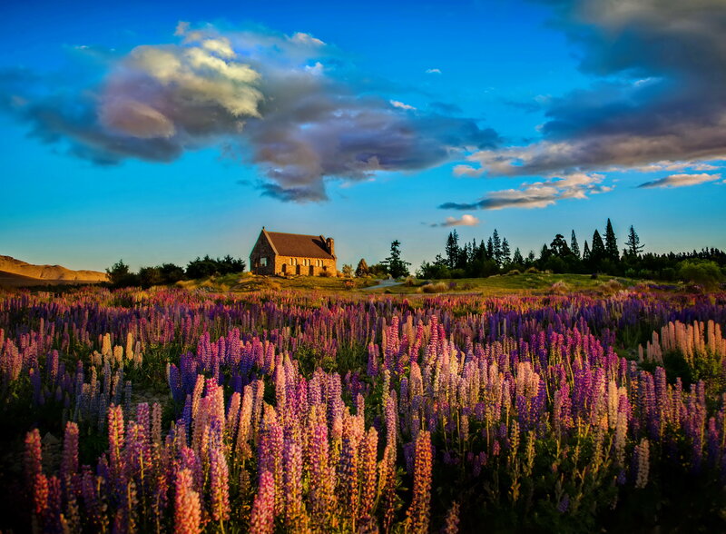 Church in Flower Field