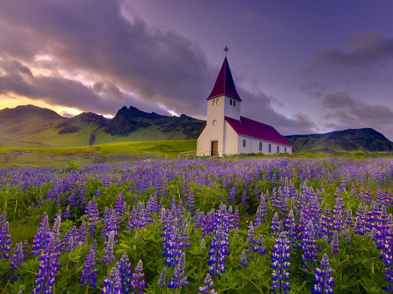 Church in Lupine Field