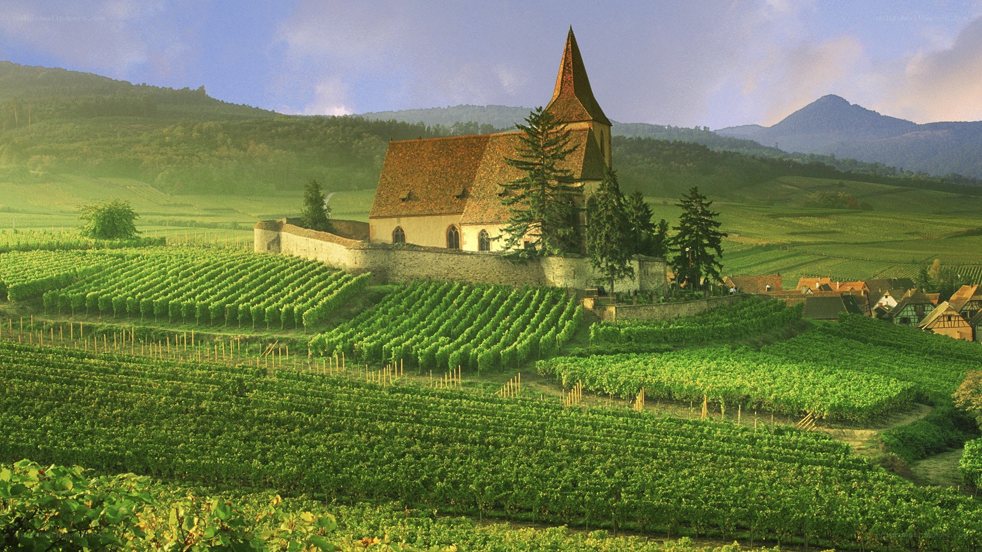 Church in vineyard landscape