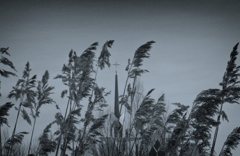 Church steeple behind reeds