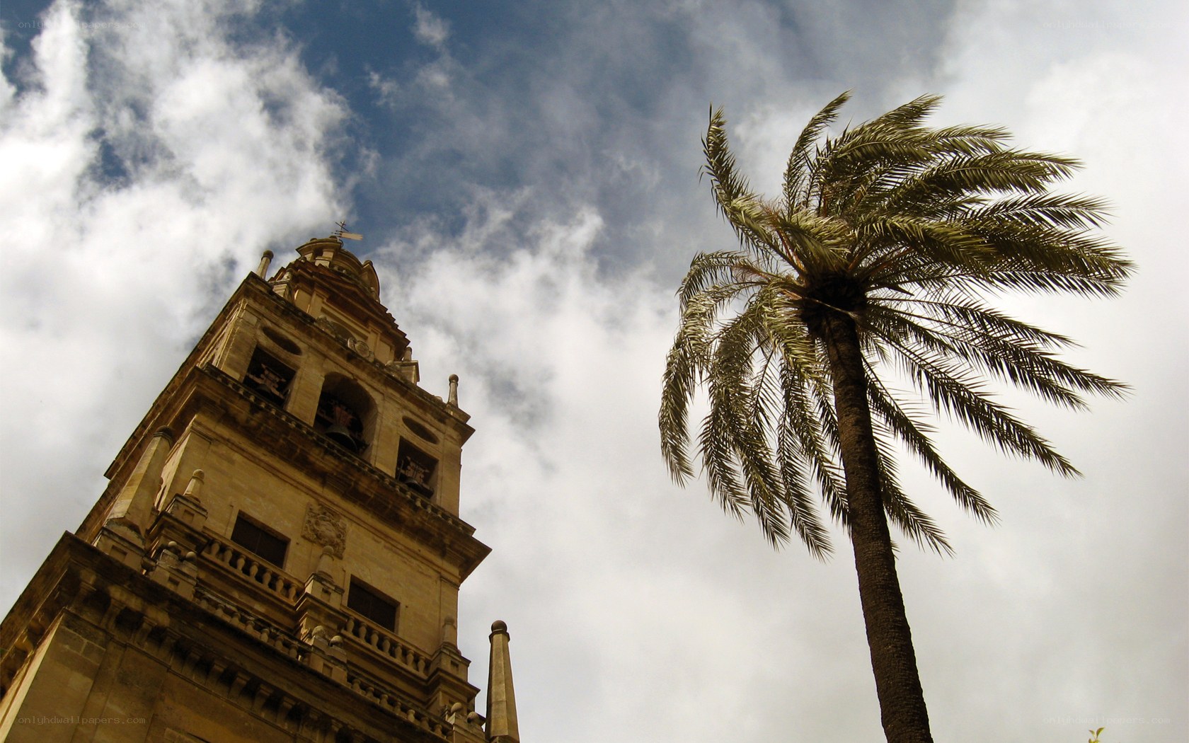 Church tower and palm tree