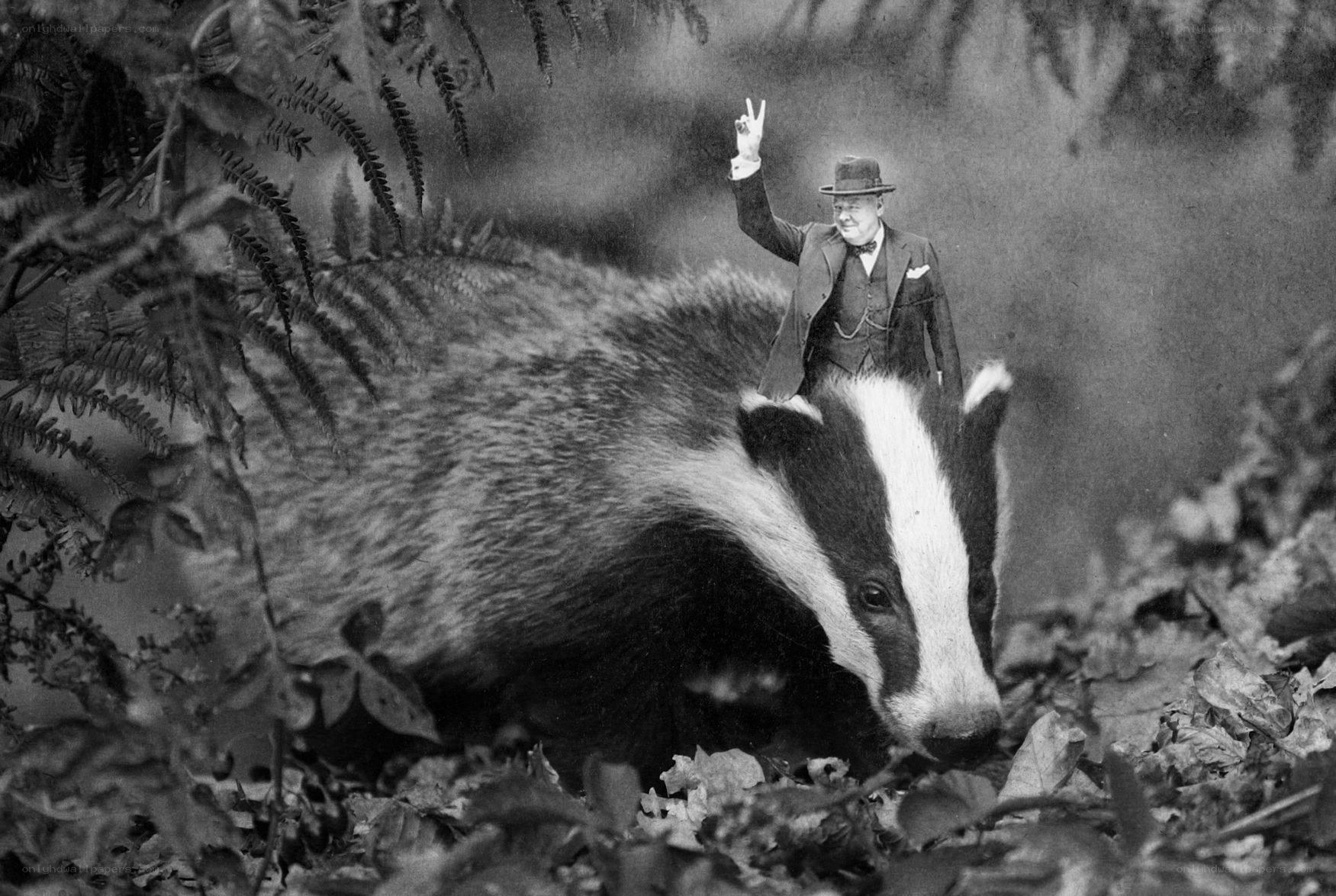 Churchill on a badger