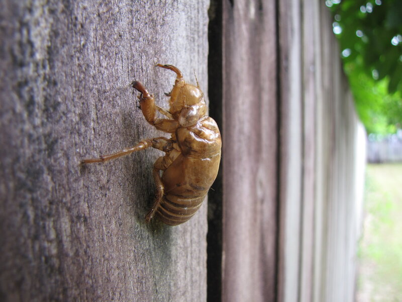 Cicada exoskeleton on wooden fence