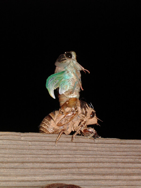Cicada molting at night