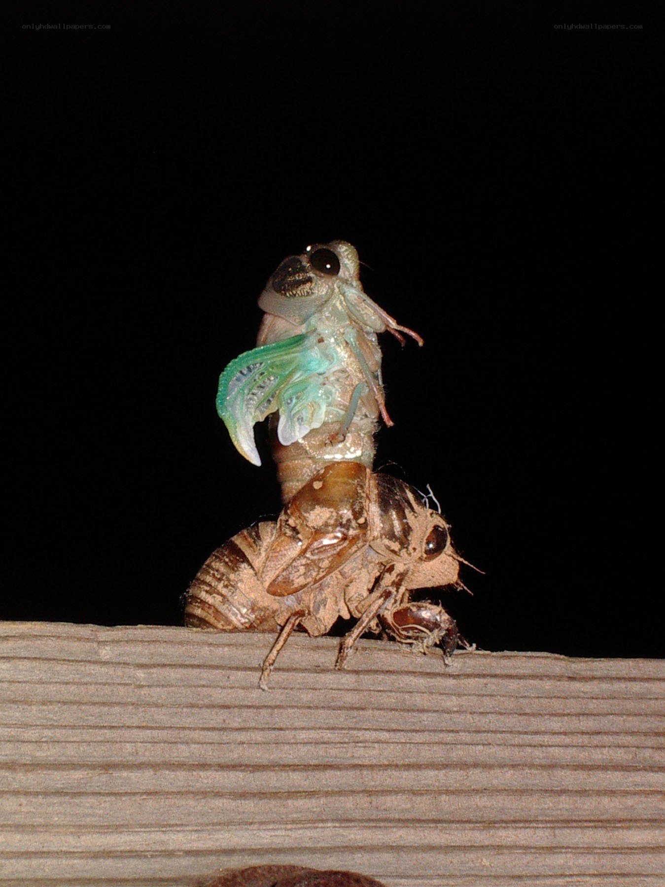 Cicada molting at night