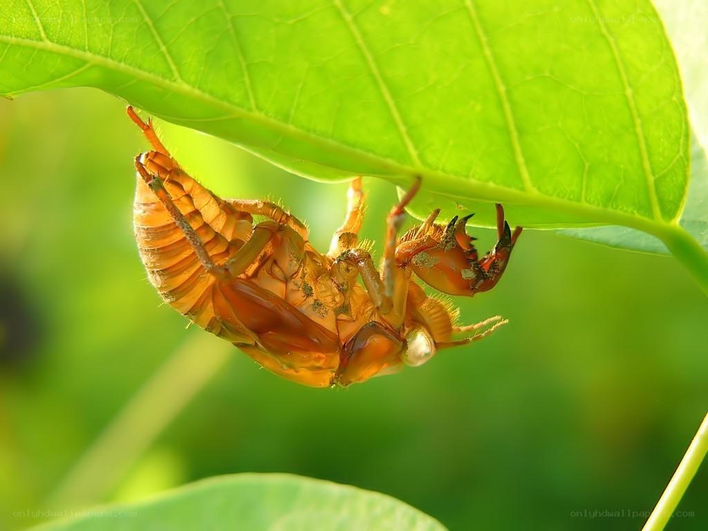 Cicada molting on a leaf