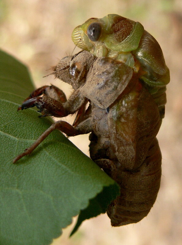 Cicada Molting on Leaf