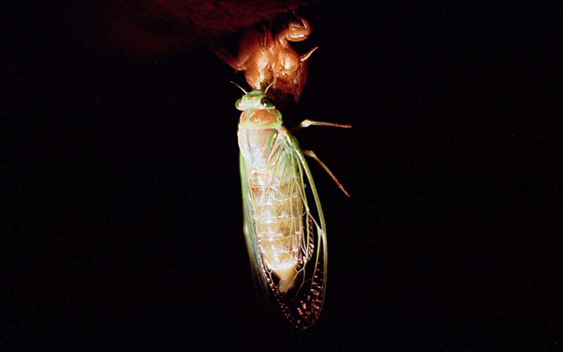 Cicada molting process