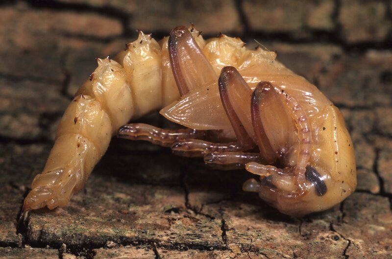 Cicada nymph emerging