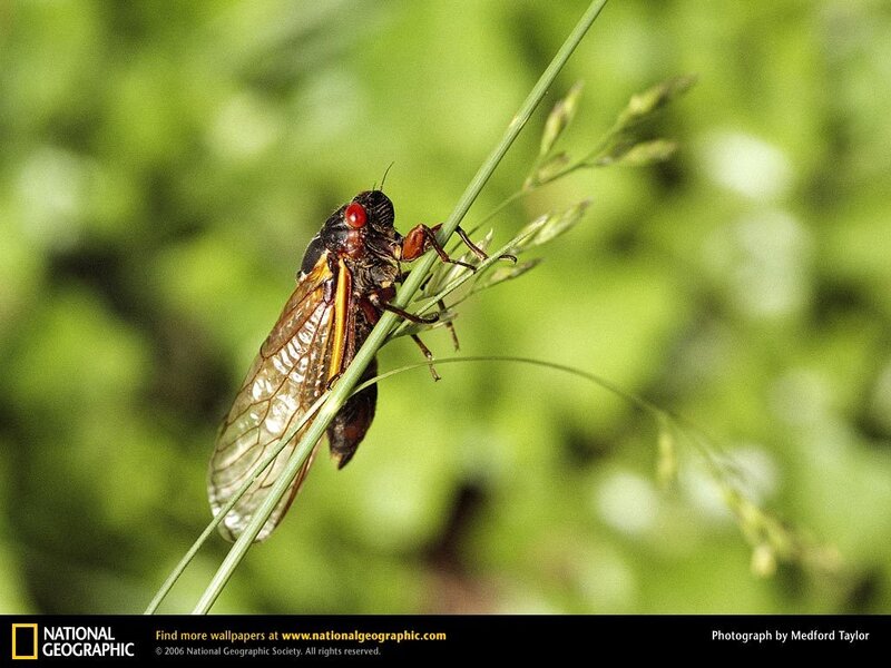 Cicada on a blade of grass