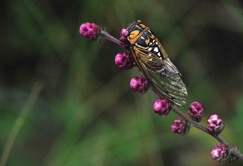 Cicada on a flower stem