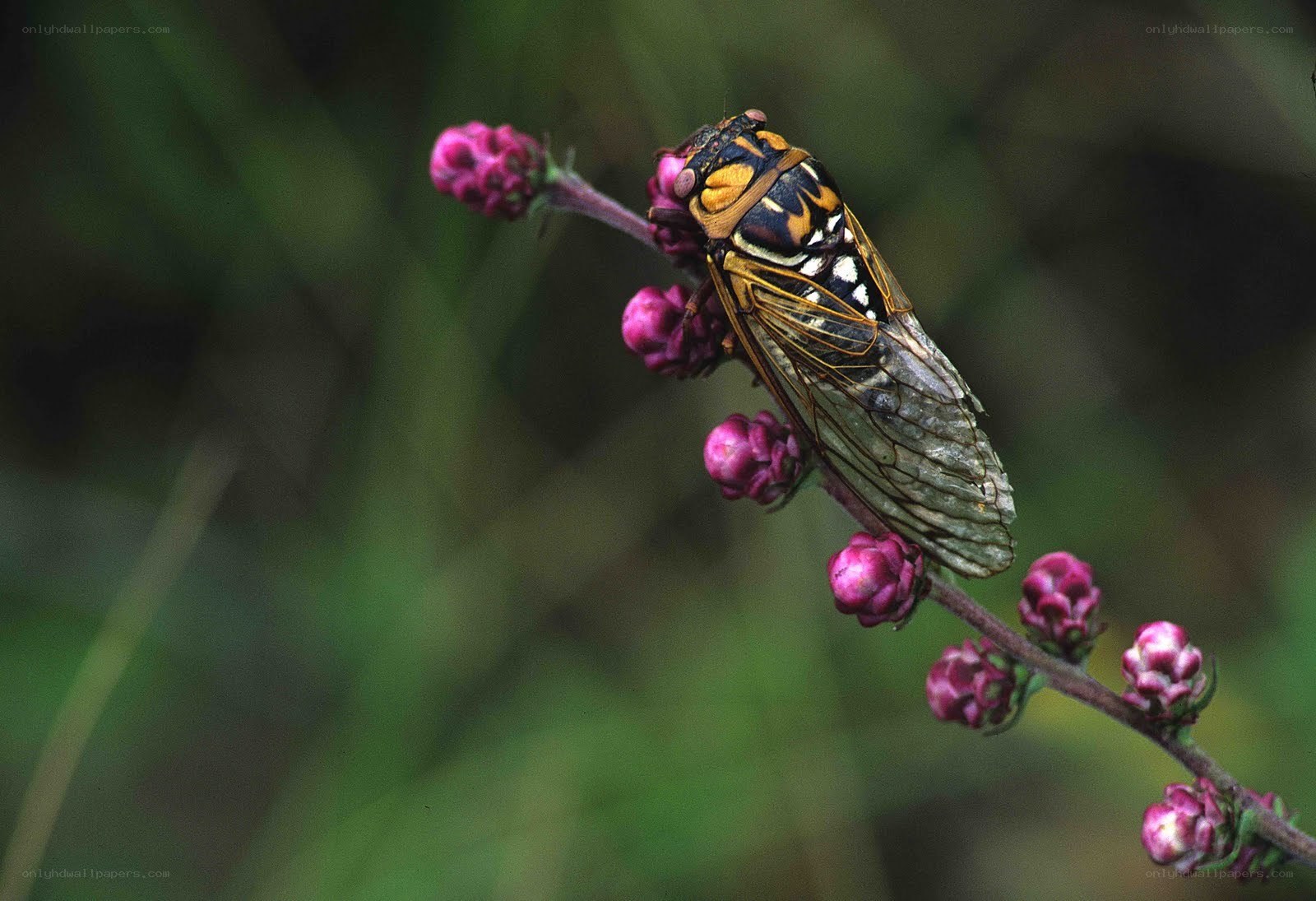 Cicada on a flower stem