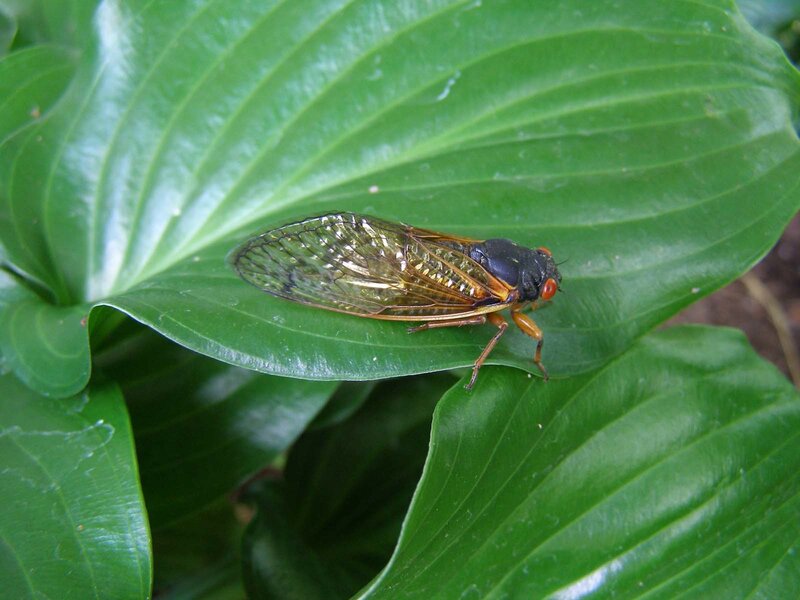 Cicada on a green leaf