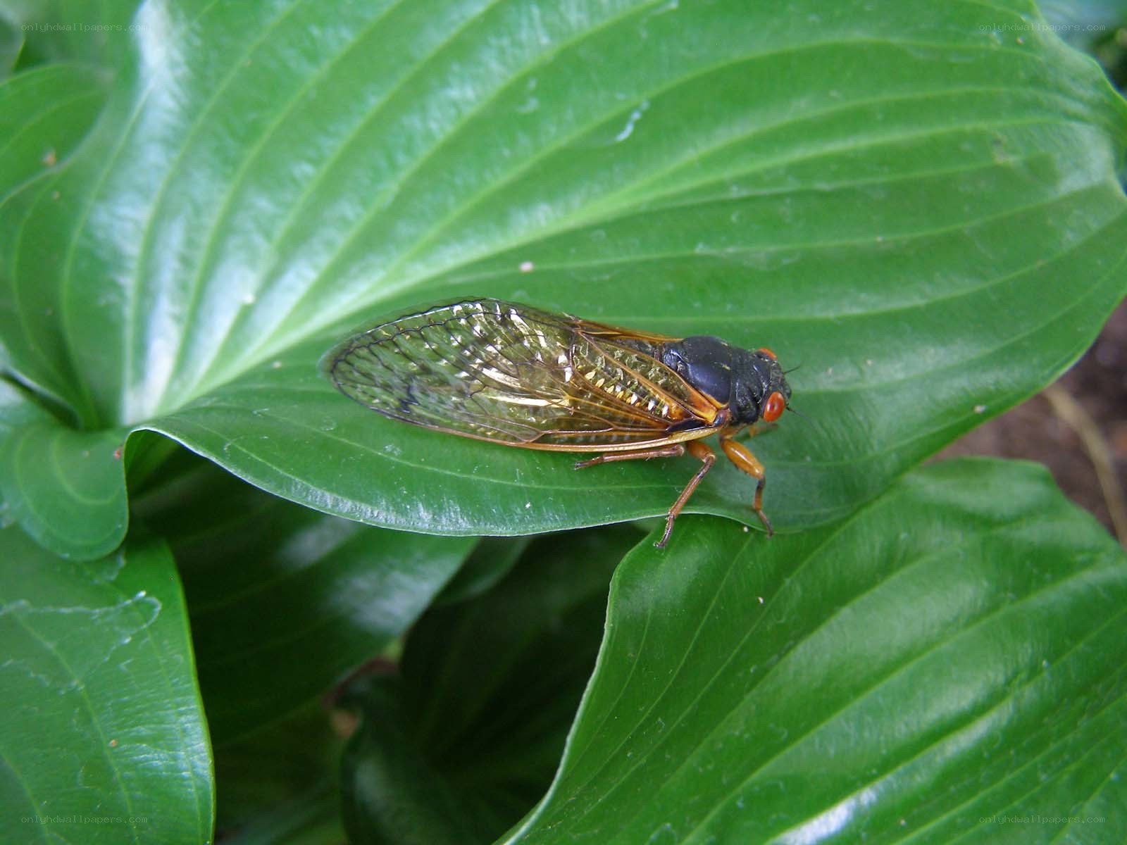 Cicada on a green leaf