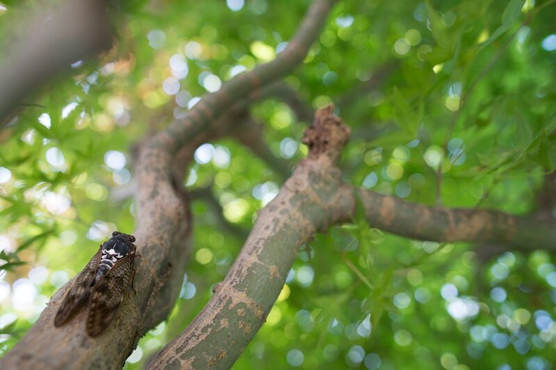 Cicada on a tree branch