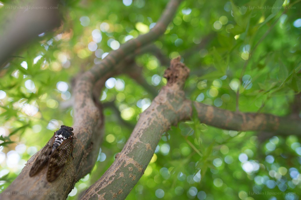 Cicada on a tree branch