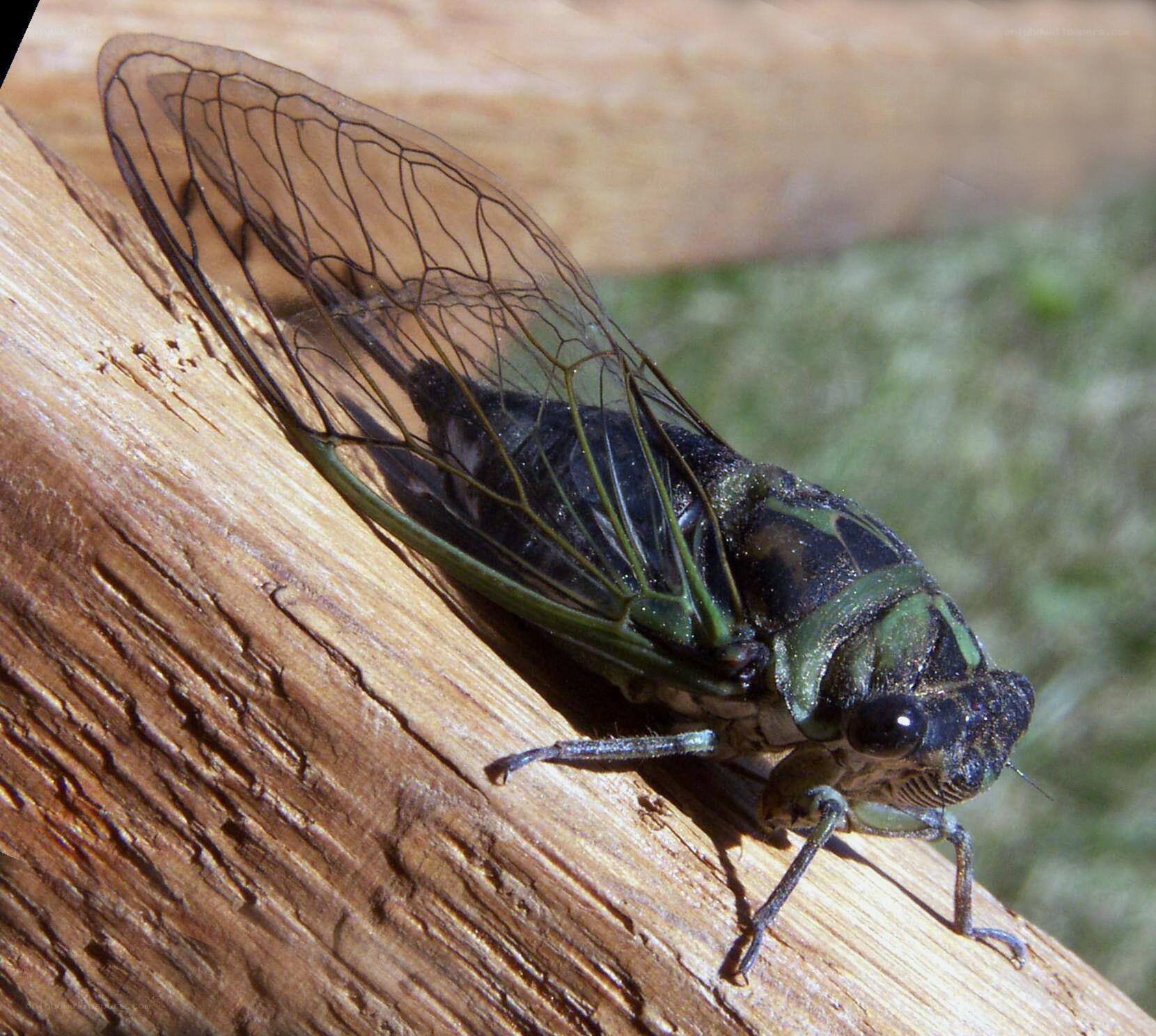 Cicada on a wooden surface
