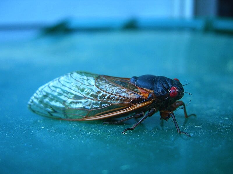 Cicada on Blue Surface