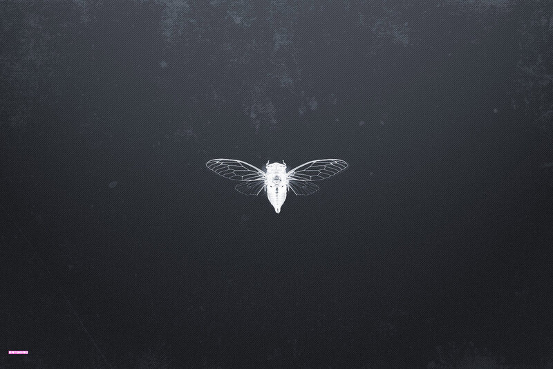 Cicada on dark background
