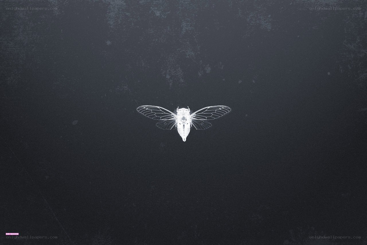Cicada on dark background