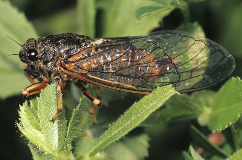 cicada on green leaf