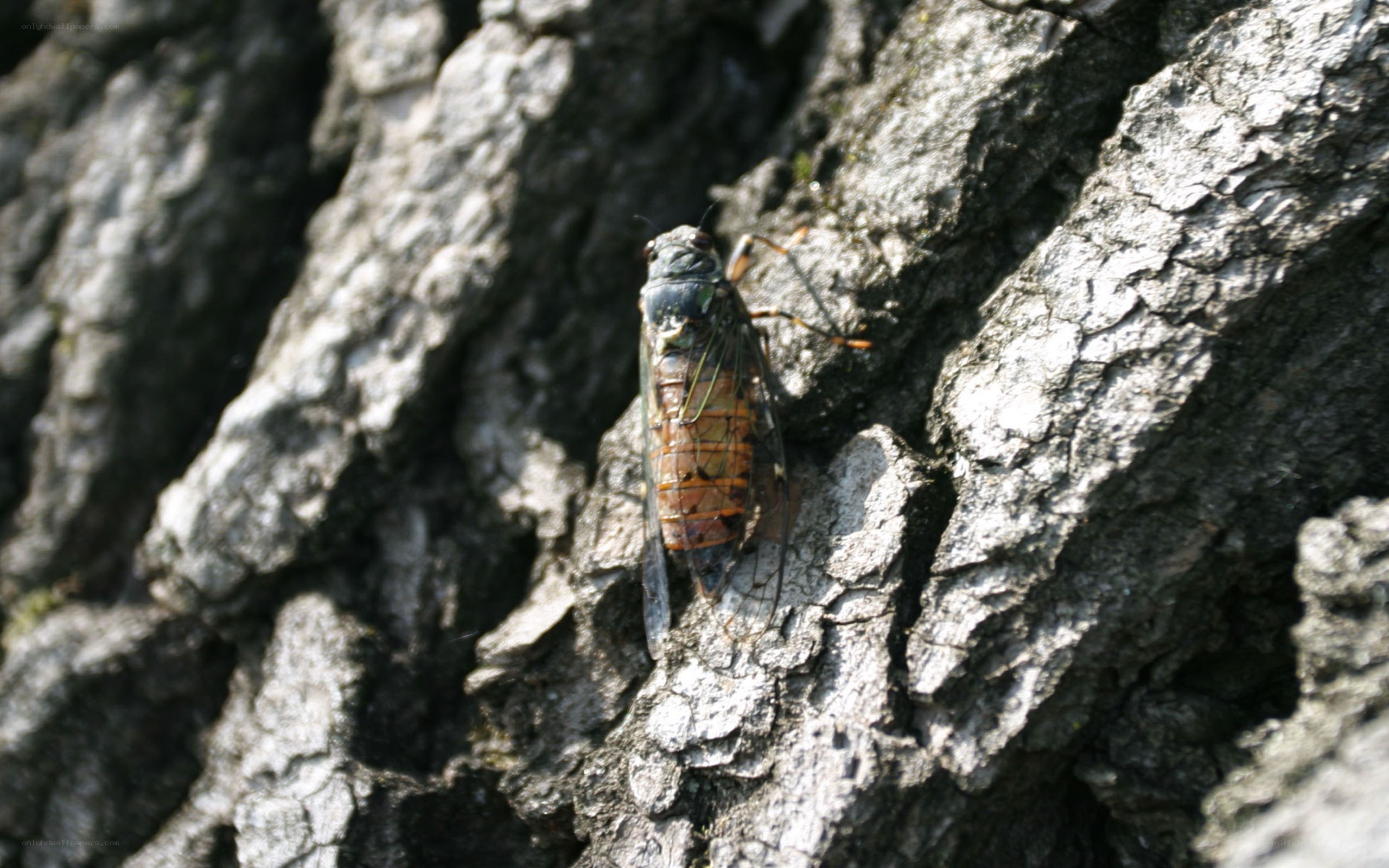 Cicada on tree bark