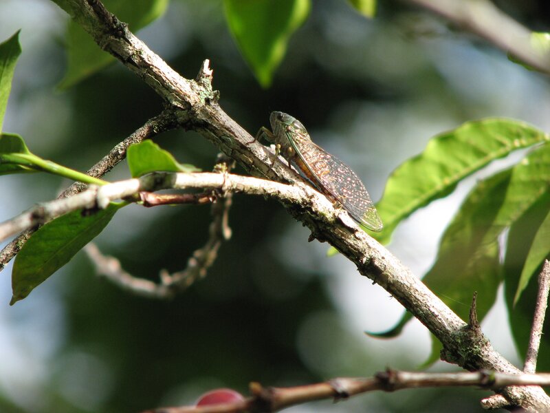 Cicada on Tree Branch