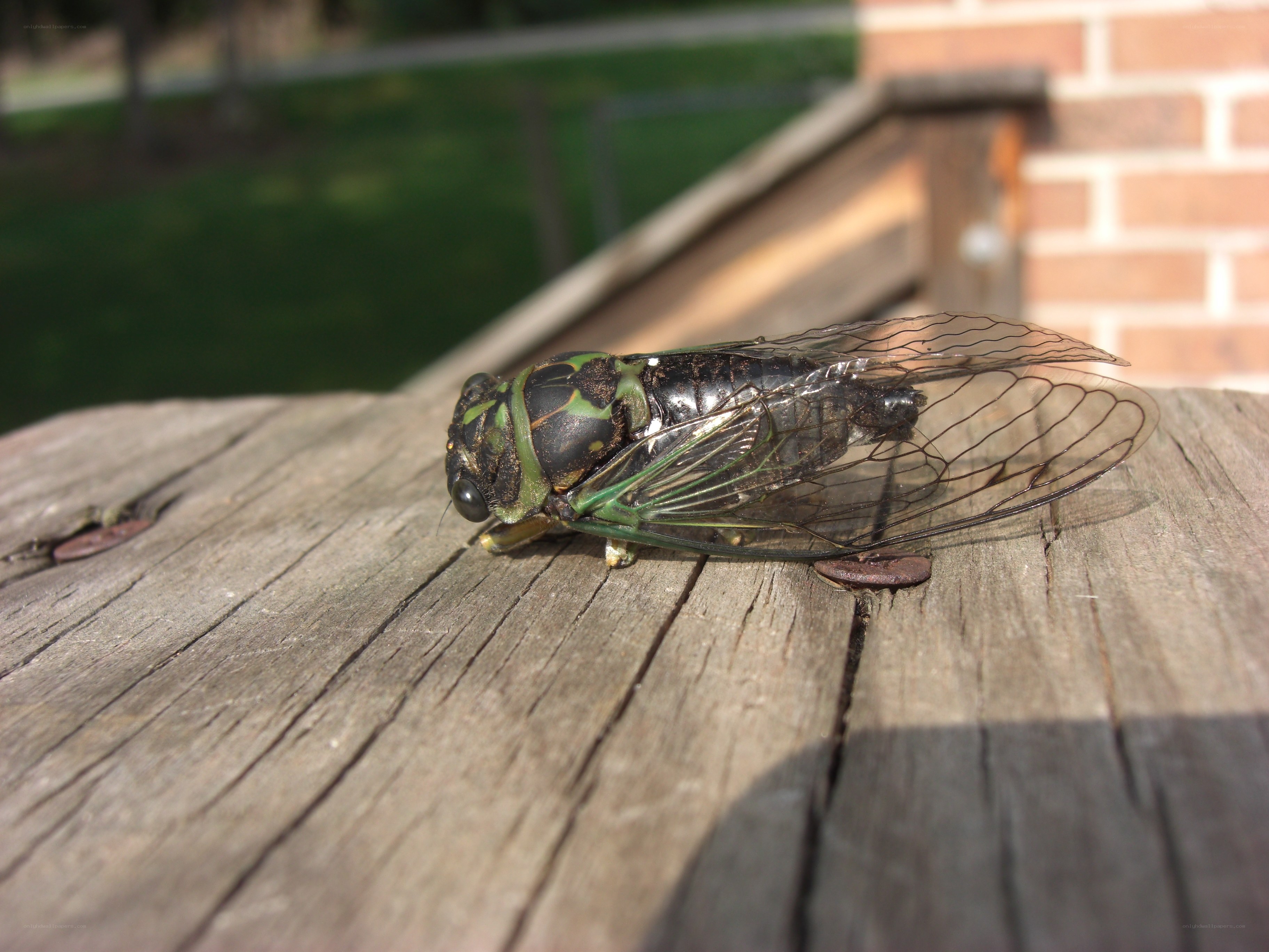 Cicada on wooden surface