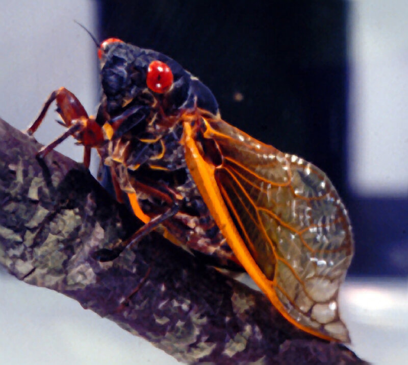 Cicada with red eyes